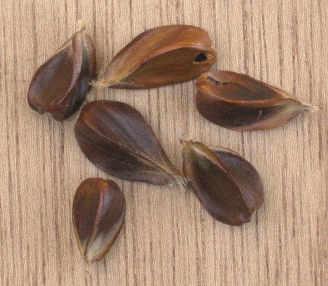 beech nut - Wiktionary, the free dictionary