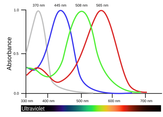 File:BirdVisualPigmentAbsorbance.svg