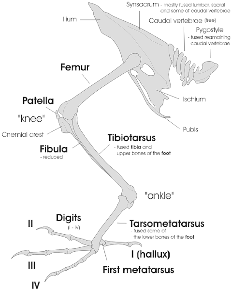File:Bird leg and pelvic girdle skeleton EN.gif
