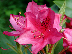 Rhododendronbloos