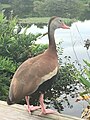 Black-Bellied whistling duck in Florida.jpg