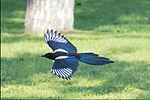 Thumbnail for File:Black-billed Magpie in flight.jpg