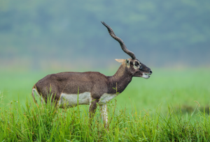 Antilope Putcol