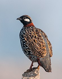 Black Francolin (27764995243).jpg