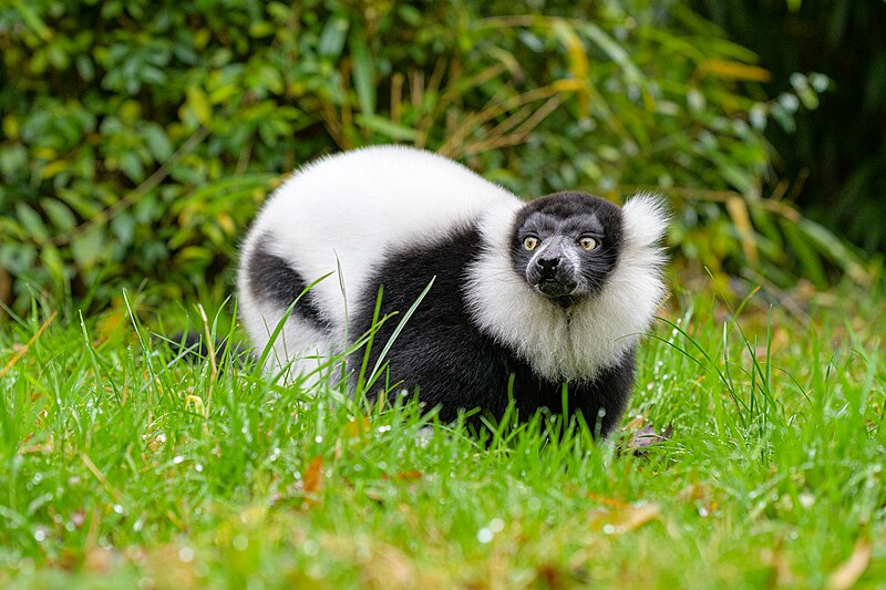 File:Black and white ruffed lemur - 51695859226.jpg