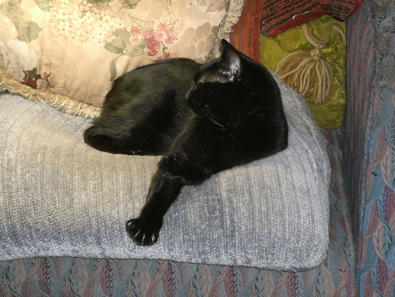 File:Black cat in repose.jpg