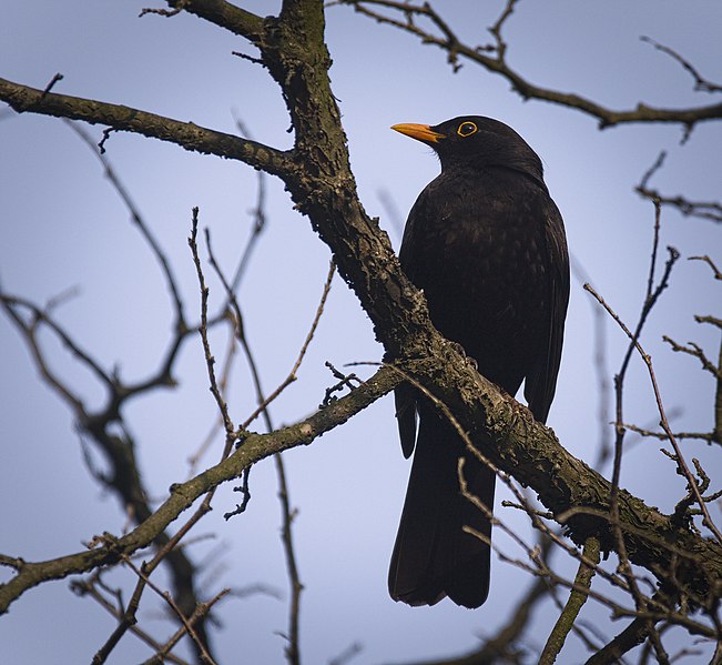 File:Blackbird (47941310661).jpg