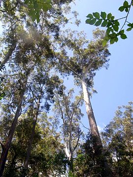 Blackbutt St Ives.JPG