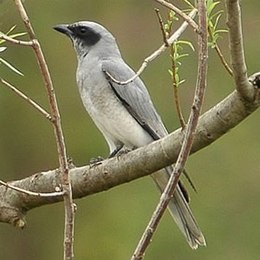 Álarcos kakukkgébics  (Coracina novaehollandiae)