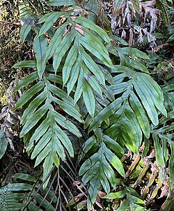 Blechnum colensoi MRD.jpg