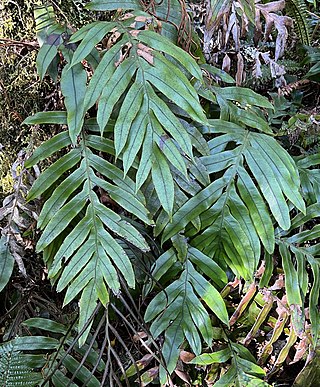 <i>Austroblechnum colensoi</i> Species of fern