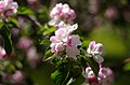 Blooming Apple Tree (211954105).jpeg
