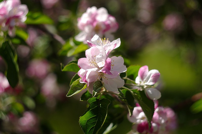 File:Blooming Apple Tree (211954105).jpeg