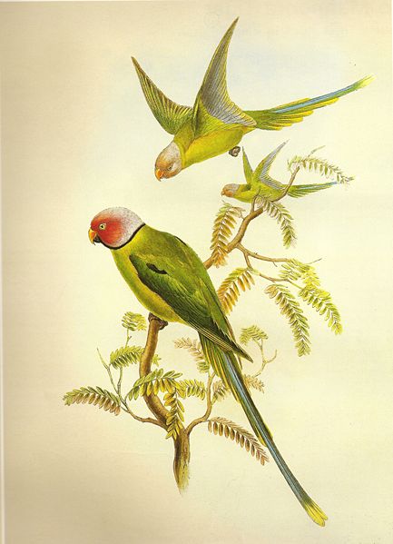 File:BlossomHeadedParakeetGould.jpg