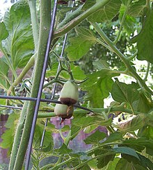 Blossom end rot on a grape tomato Blossomendrot.jpg