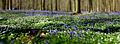 Bluebells at Hallerbos.