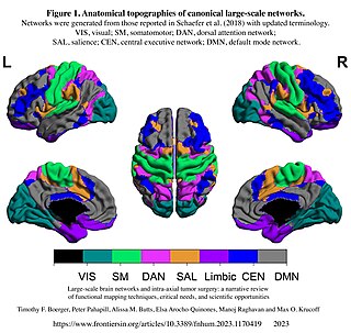 <span class="mw-page-title-main">Large-scale brain network</span> Collections of brain regions