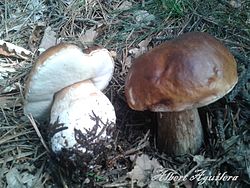 Boletus Edulis