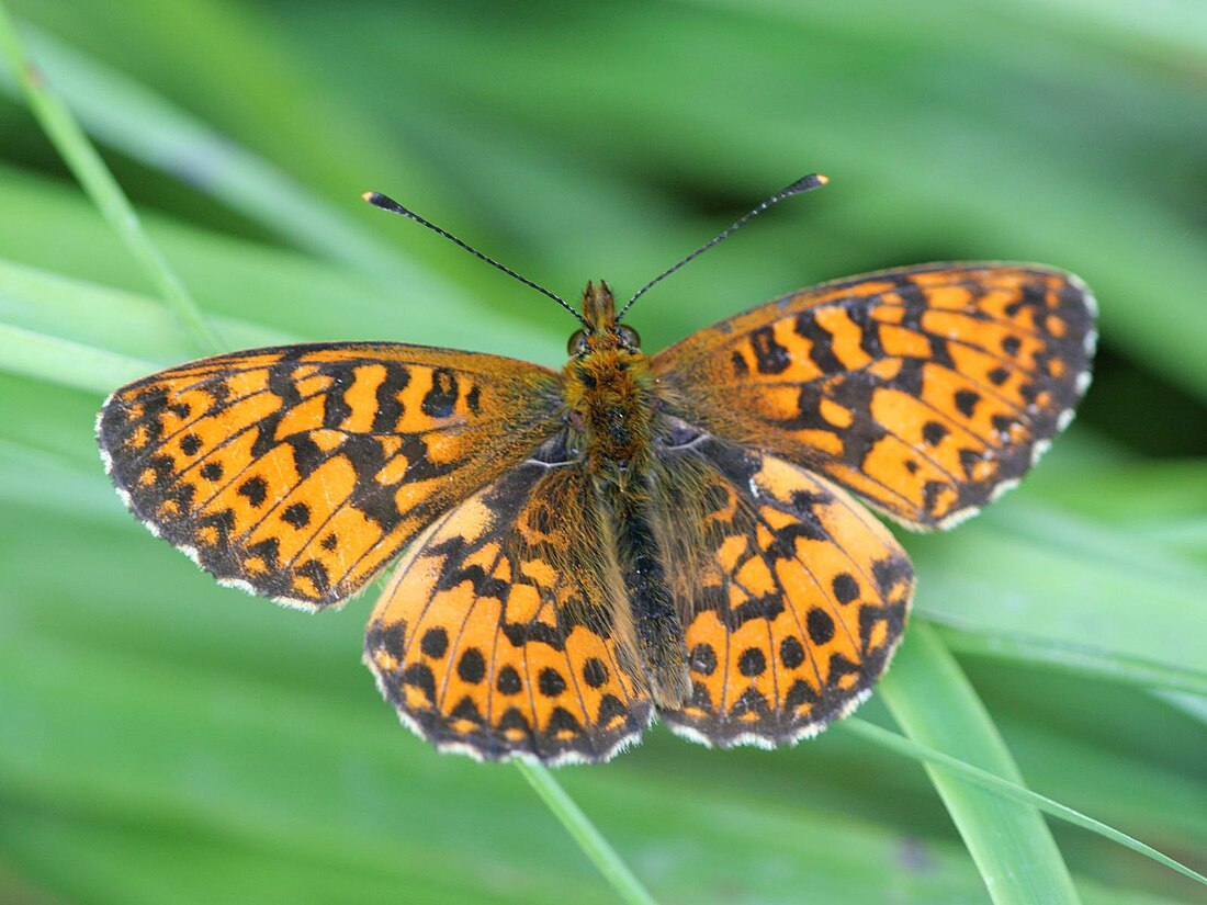 Boloria