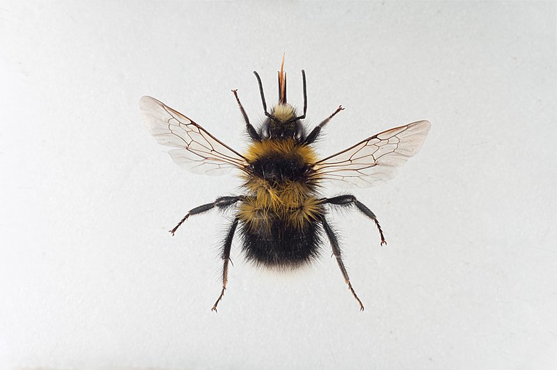 File:Bombus jonellus hann.jpg