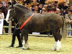 Meat horse (Breton)