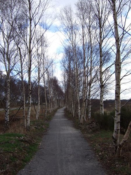 File:Bridle way - geograph.org.uk - 364462.jpg