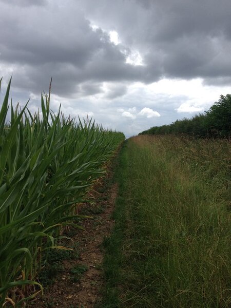 File:Bridleway to Ling Lane - geograph.org.uk - 5050149.jpg