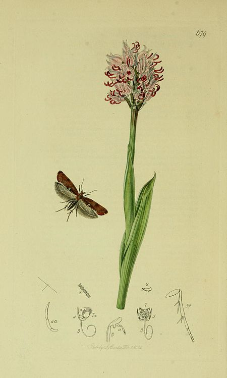 Acrolepiopsis betulella