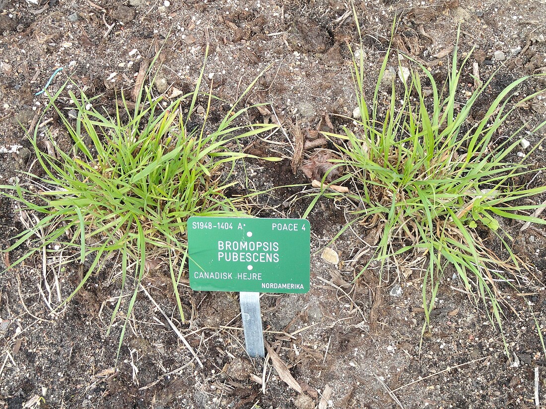 Bromus pubescens