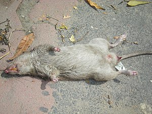 A dead brown rat