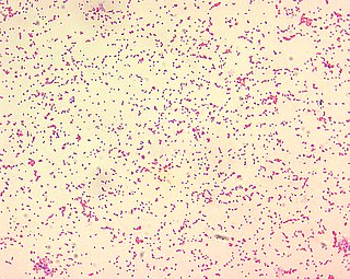 Brucellaceae Family of bacteria