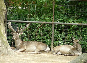 Bukhara deer pair, extremely endangered Central Asian deer Bukhara deer pair, extremely endangered Central Asian deer.jpg
