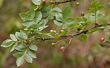 میوه ها و برگهای Bursera citronella (syn B delpichiana) در Hyderabad، AP W IMG 7070.jpg