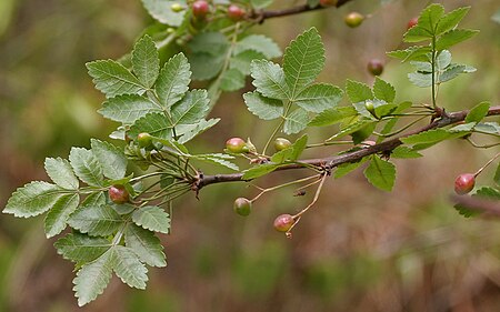 Bursera penicillata