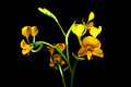 Diuris aequalis