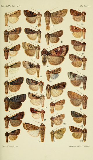 <i>Peridroma cinctipennis</i> Species of moth