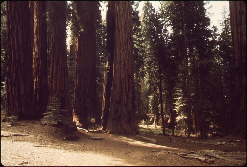 File:CONGRESS TRAIL SEQUOIA AND KINGS CANYON NATIONAL PARKS - NARA - 542750.tif