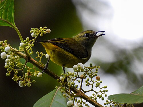 Orange-bellied flowerpecker at Ujung Kulon National Park. Photographer: Muhammad Al Fatih