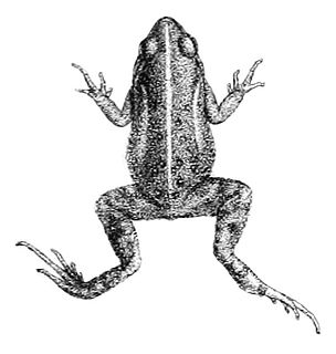 <span class="mw-page-title-main">Boettger's dainty frog</span> Species of amphibian