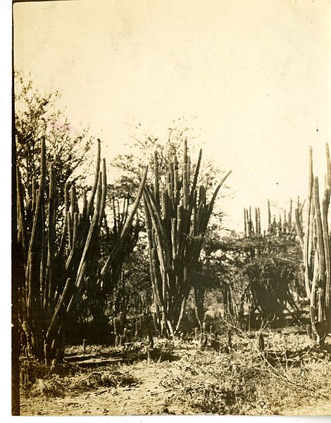 File:Cactus near Gonaives (Haiti) (15652841595).jpg