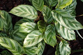 Calathea bachemiana