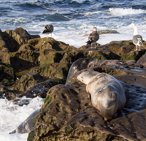 File:California sea lions in La Jolla (70386).jpg