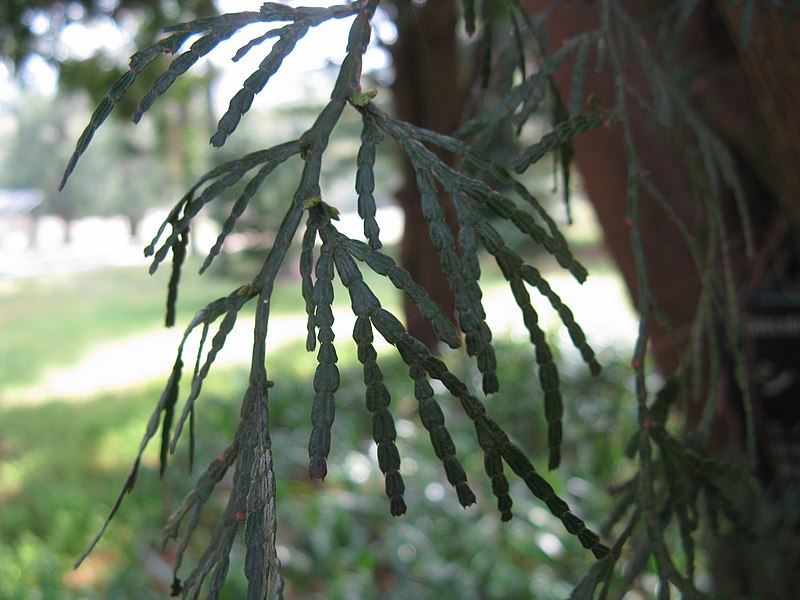 File:Calocedrus macrolepis var formosana2.jpg