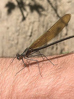 Description de l'image Calopteryx angustipennis 76243869.jpg.