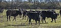 * Nomination Camargue cattles in the commune of Saint-Gilles, Gard, France. --Christian Ferrer 06:35, 25 February 2016 (UTC) * Promotion Good quality. --Jacek Halicki 08:35, 25 February 2016 (UTC)