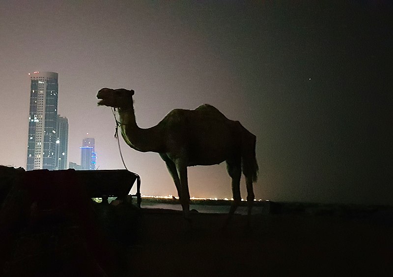 File:Camel at night.jpg