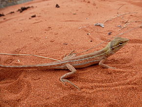 Beschreibung des Canegrass-Drachen.JPG-Bildes.