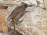 Bulbul, Cape Pycnonotus capensis