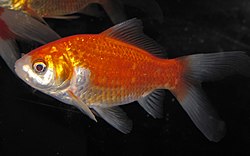 Carassius auratus auratus (goldfish) 1.jpg