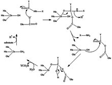 Mechanismus karboxypeptidáza-anhydrid.png